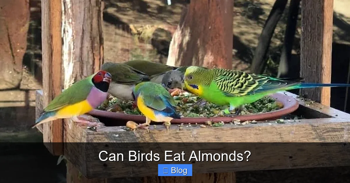 Can Birds Eat Almonds?