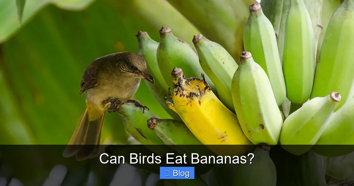 Can Birds Eat Bananas?
