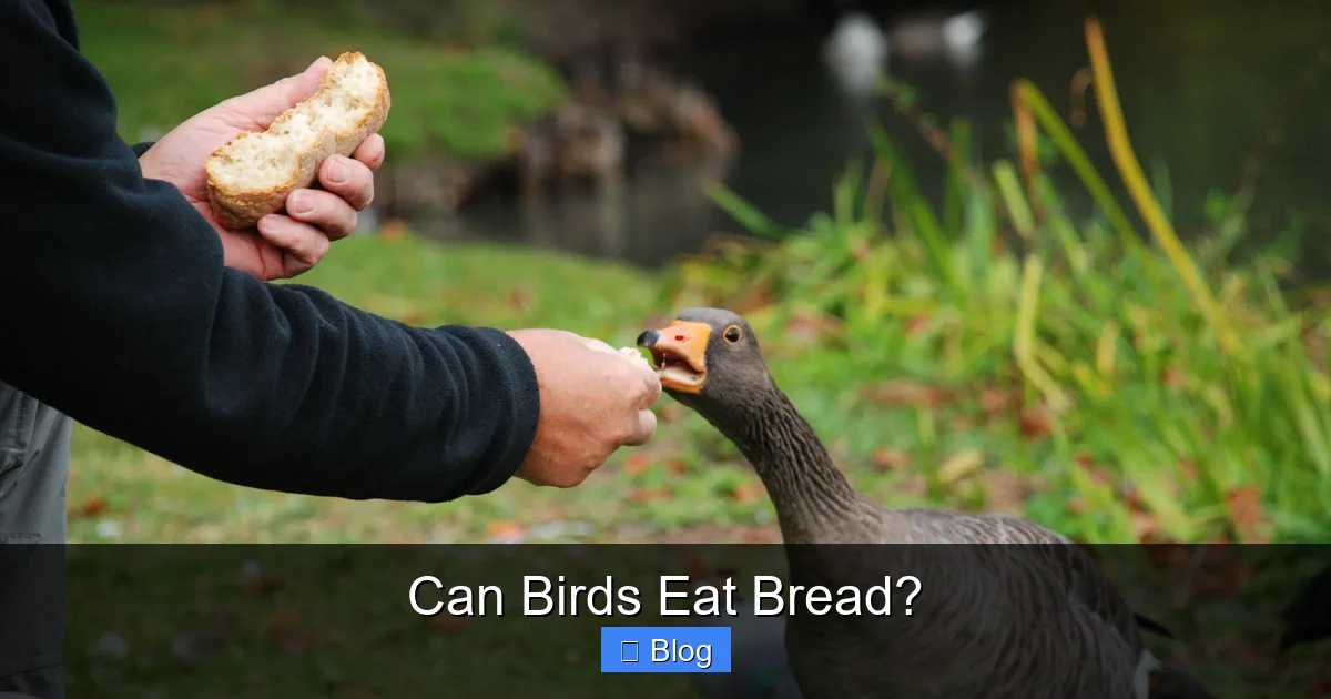 Can Birds Eat Bread?