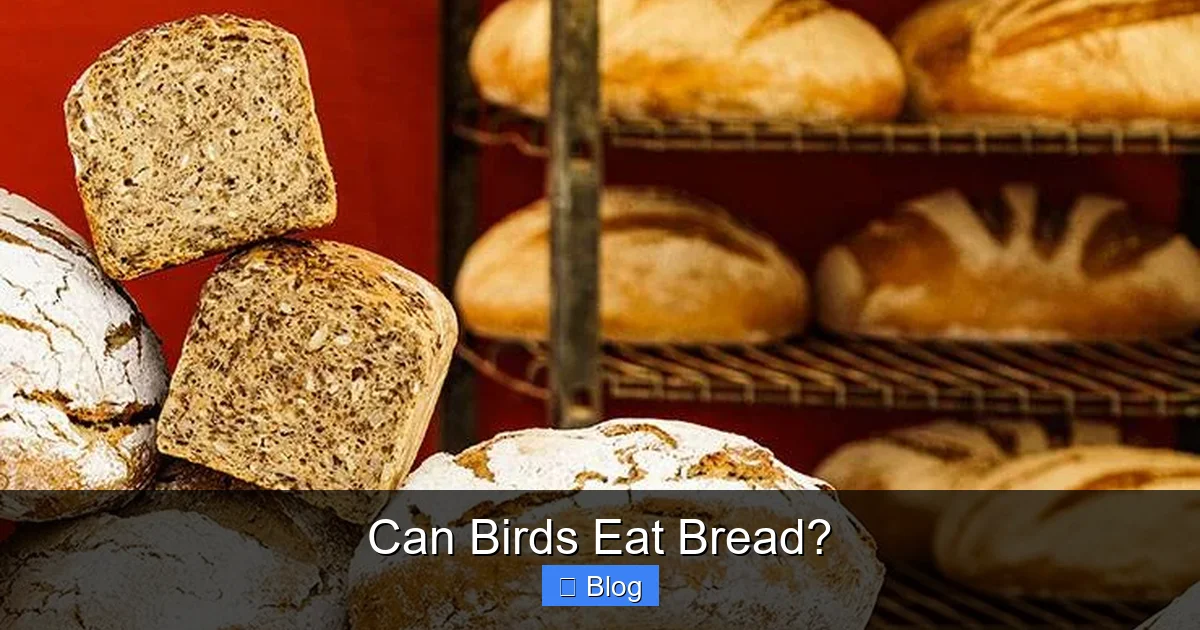 Can Birds Eat Bread?