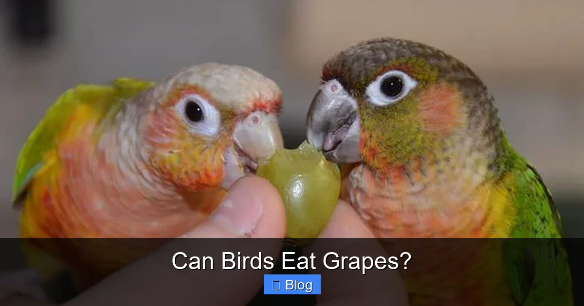Can Birds Eat Grapes?