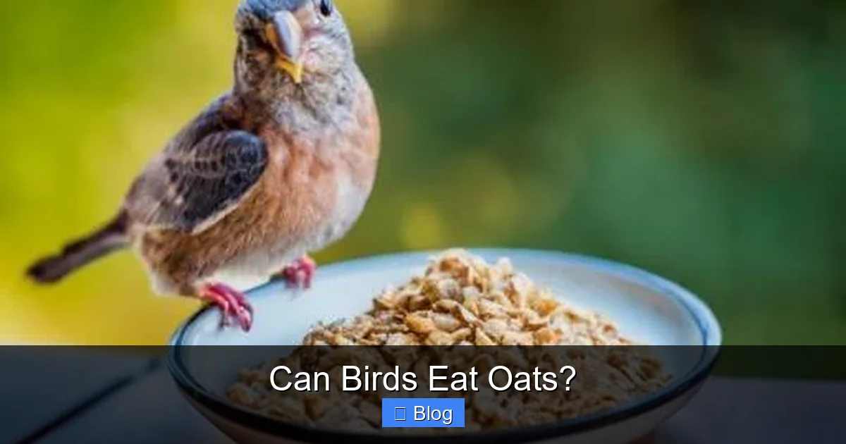 Can Birds Eat Oats?