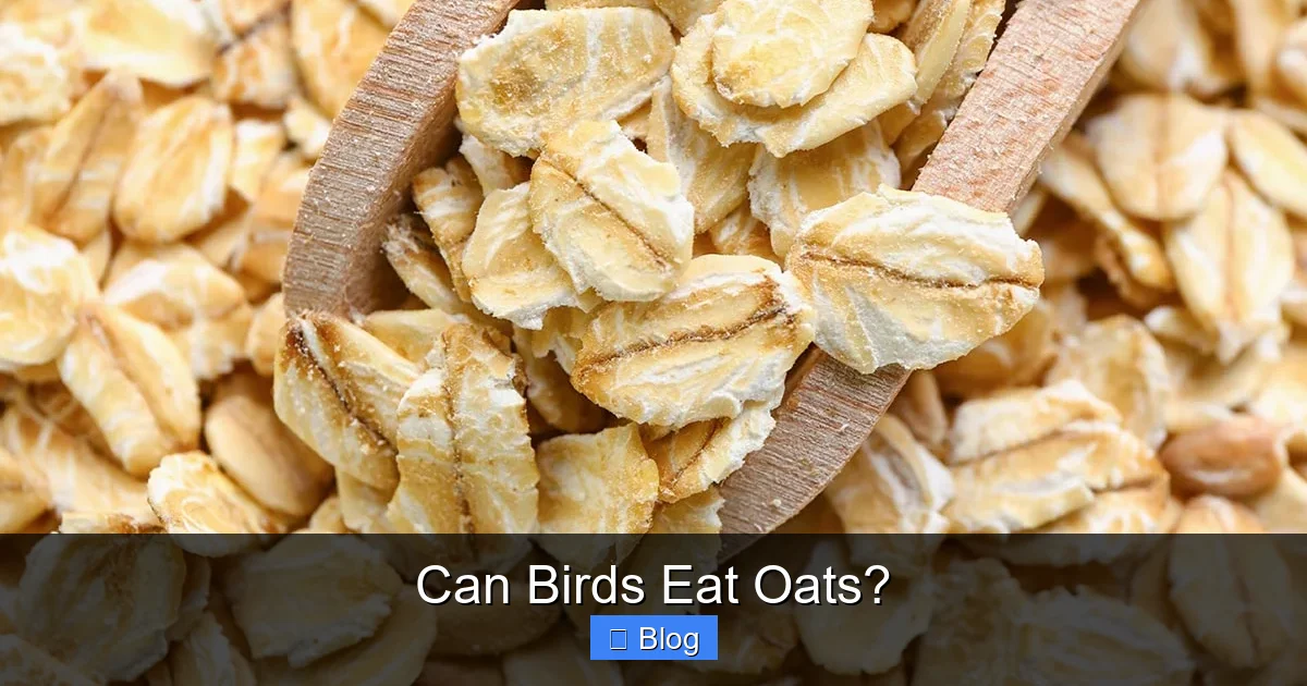 Can Birds Eat Oats?