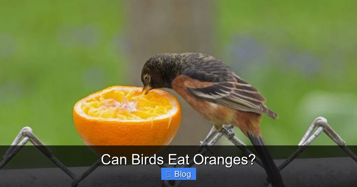 Can Birds Eat Oranges?