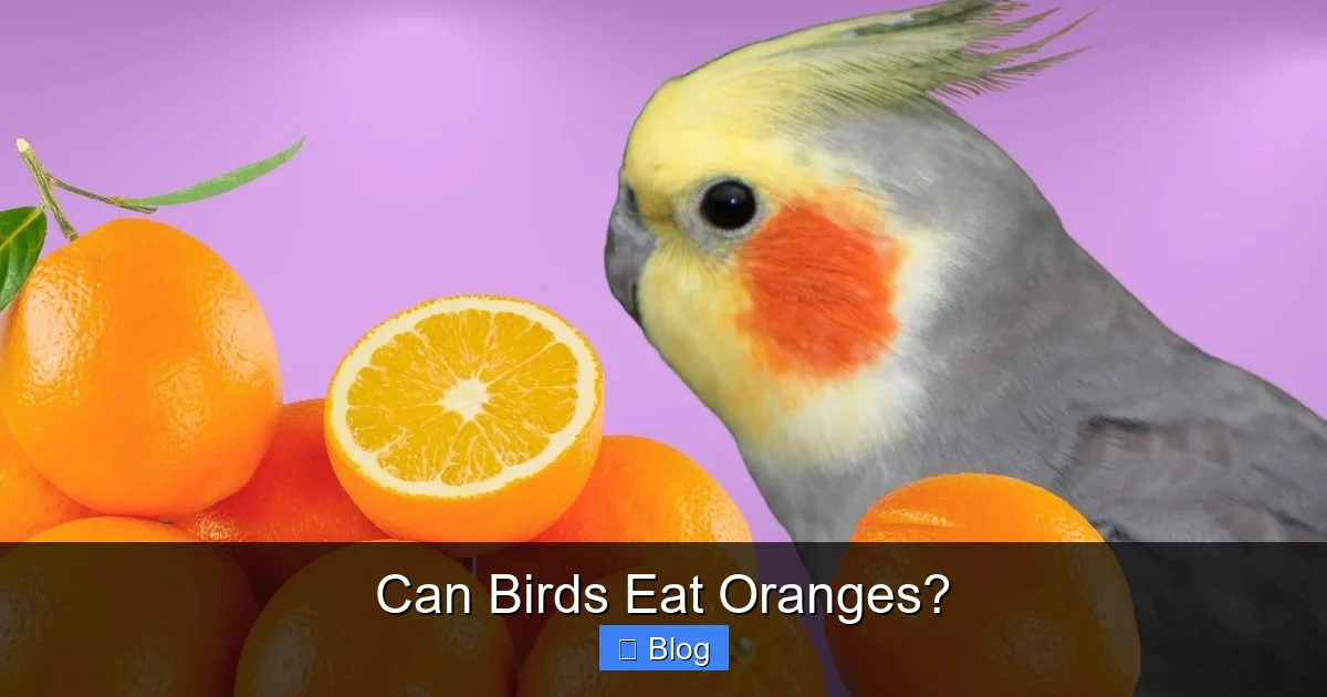 Can Birds Eat Oranges?
