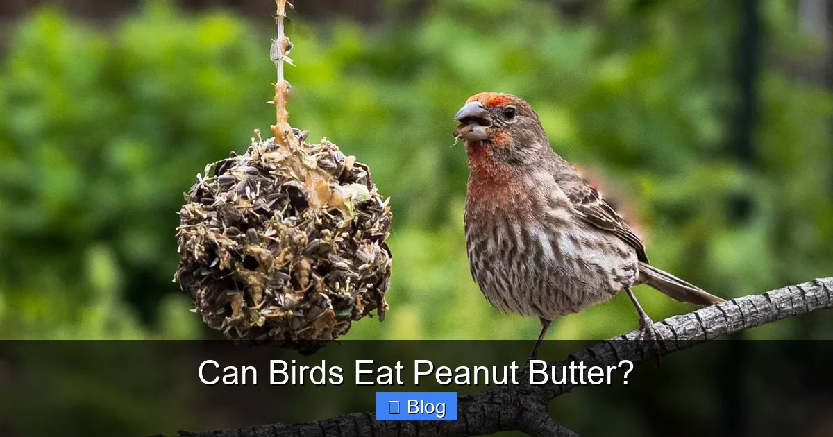 Can Birds Eat Peanut Butter?