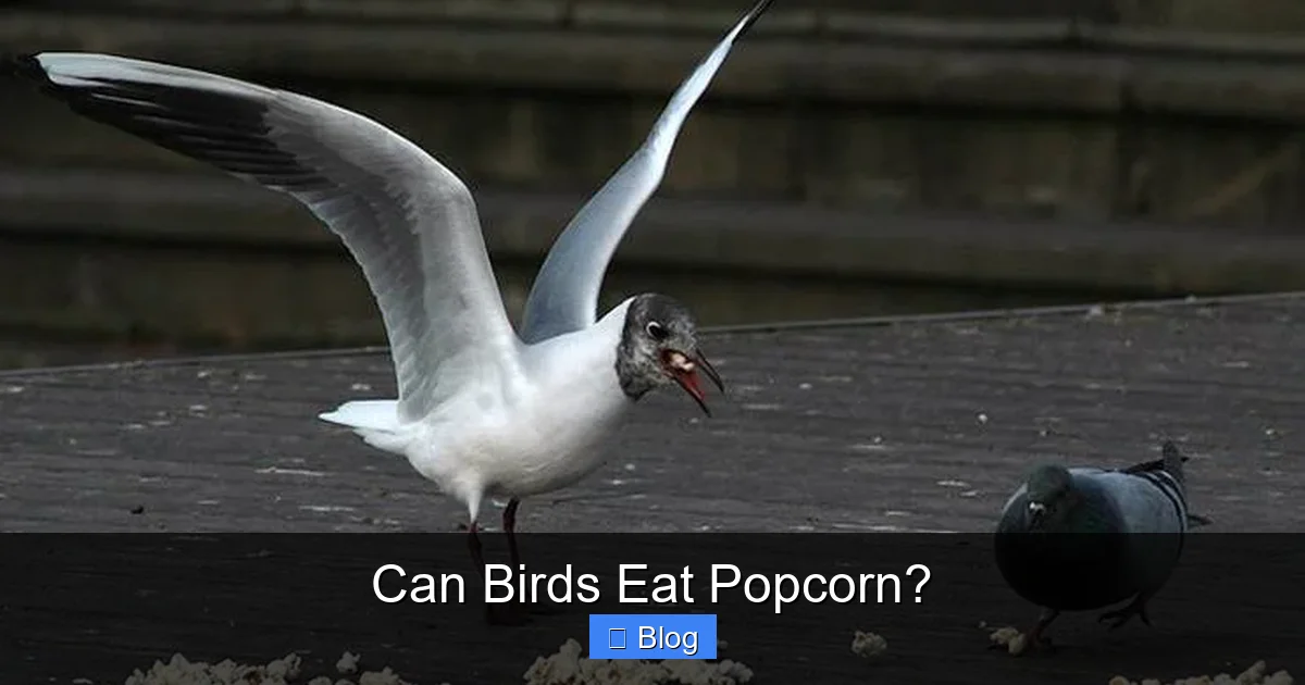 Can Birds Eat Popcorn?
