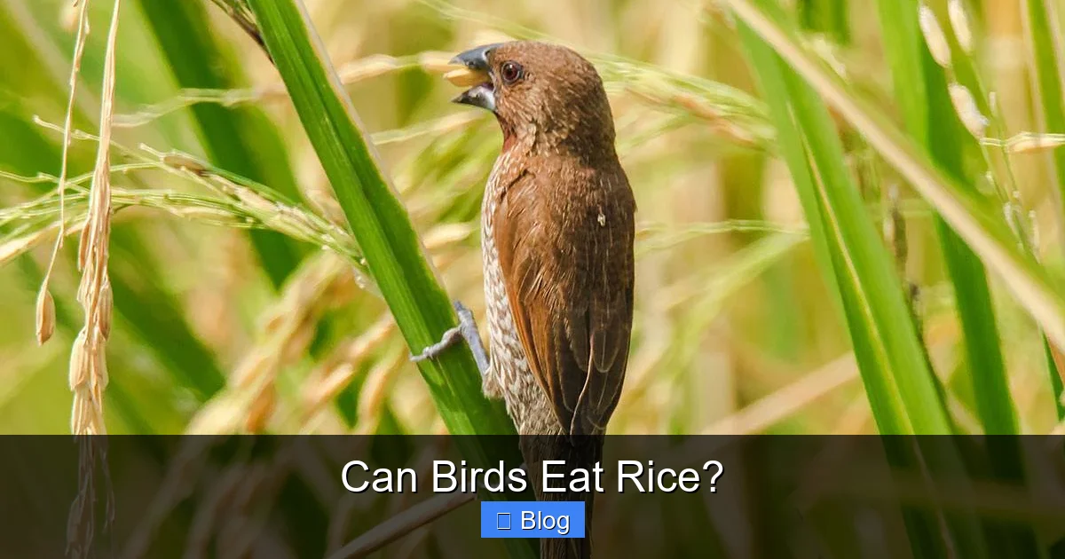 Can Birds Eat Rice?