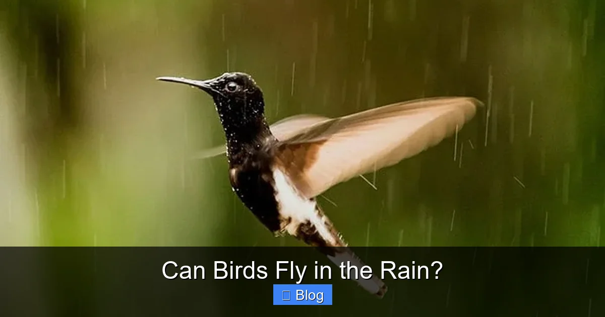 Can Birds Fly in the Rain?