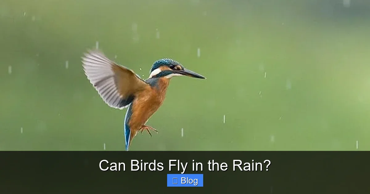Can Birds Fly in the Rain?