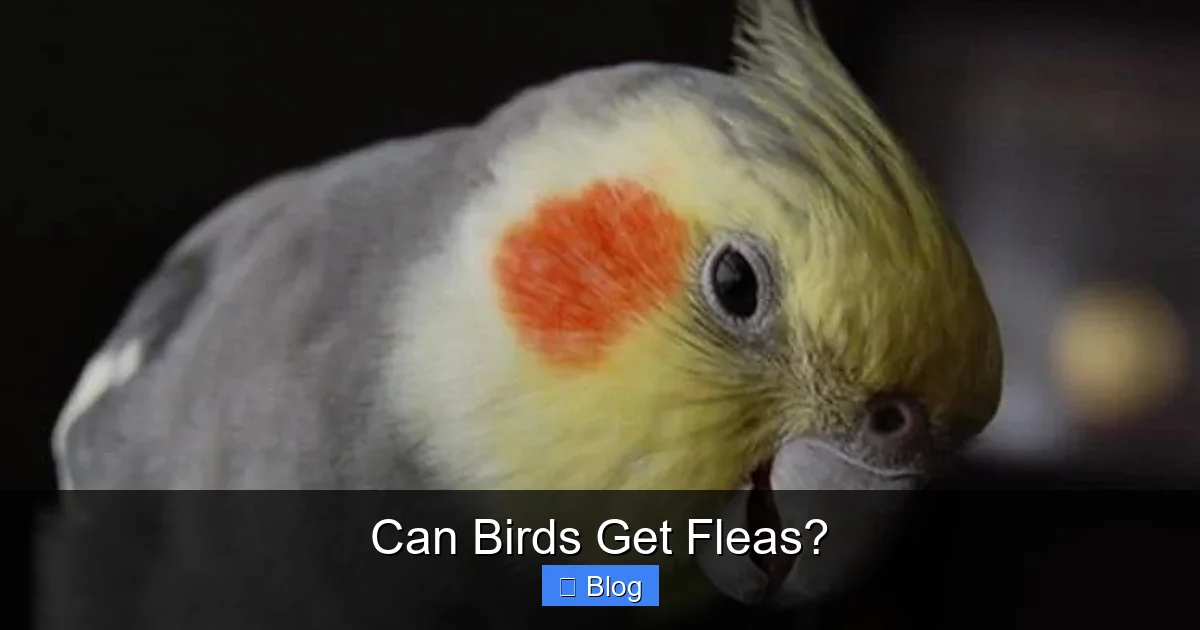 Can Birds Get Fleas?