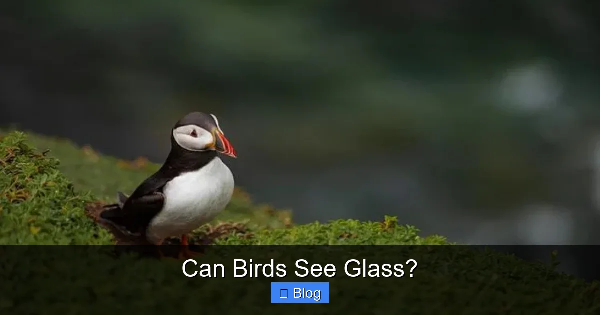 Can Birds See Glass?