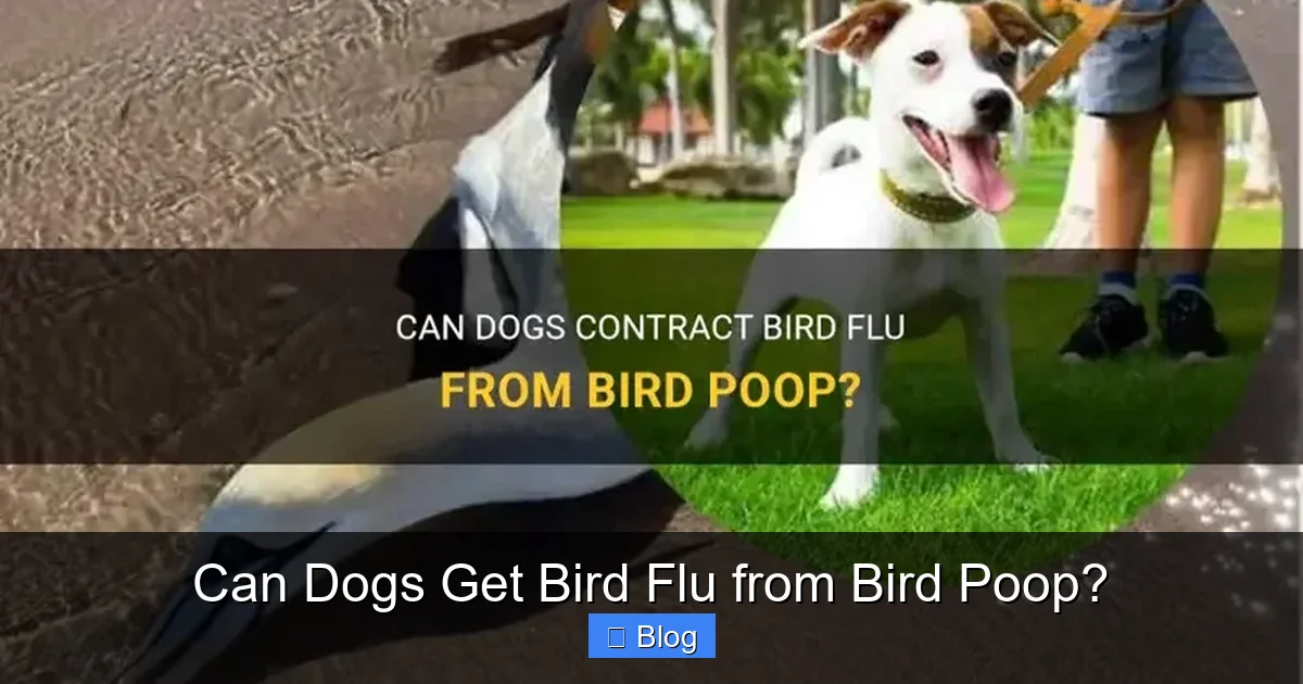 Can Dogs Get Bird Flu from Bird Poop?