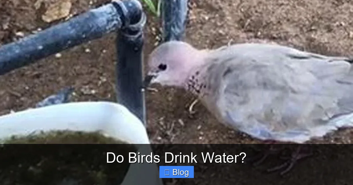 Do Birds Drink Water?