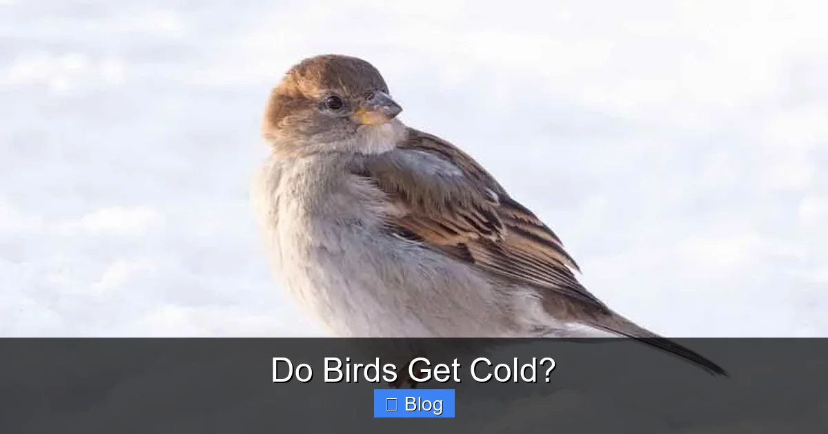 Do Birds Get Cold?