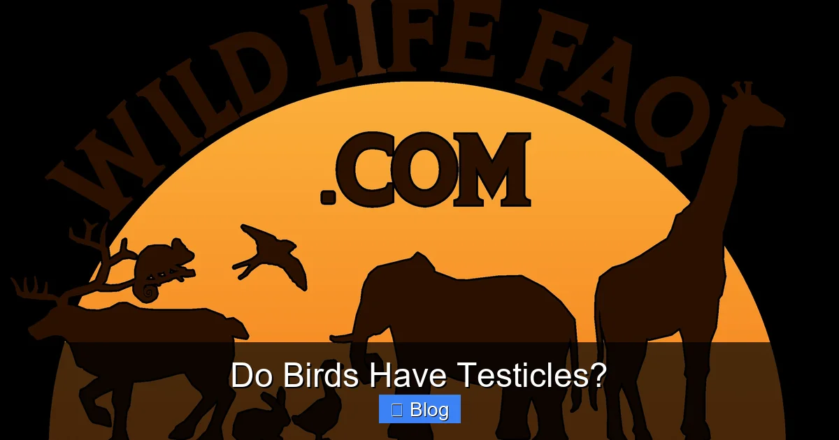 Do Birds Have Testicles?