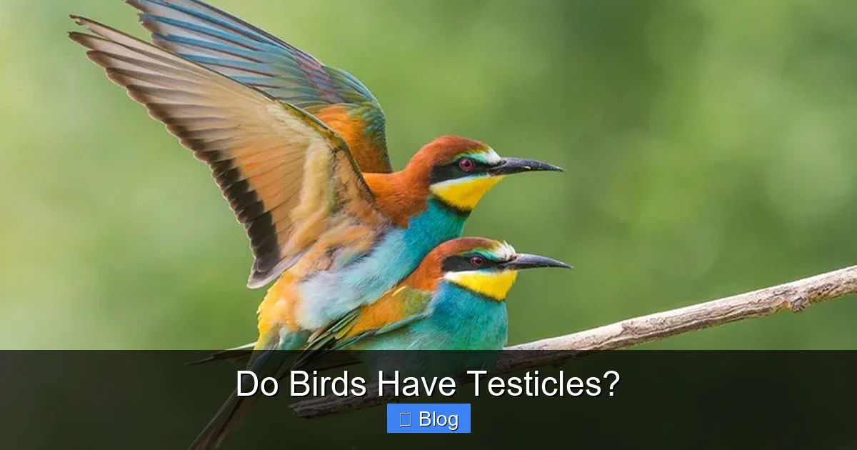 Do Birds Have Testicles?