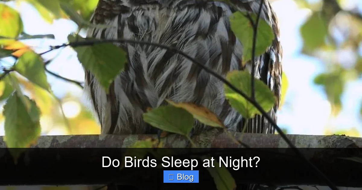 Do Birds Sleep at Night?