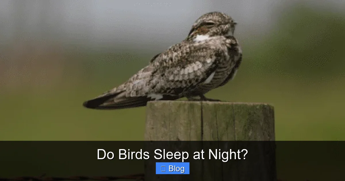 Do Birds Sleep at Night?