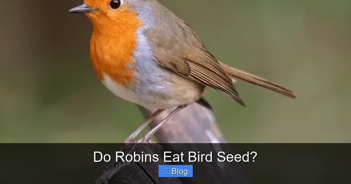 Do Robins Eat Bird Seed?