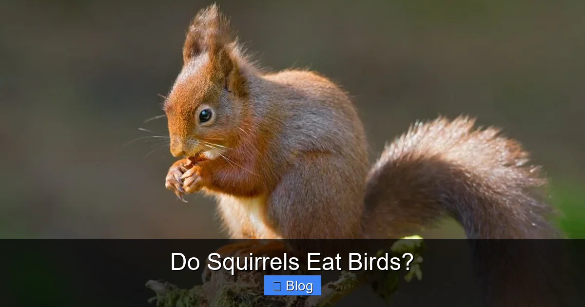 Do Squirrels Eat Birds?