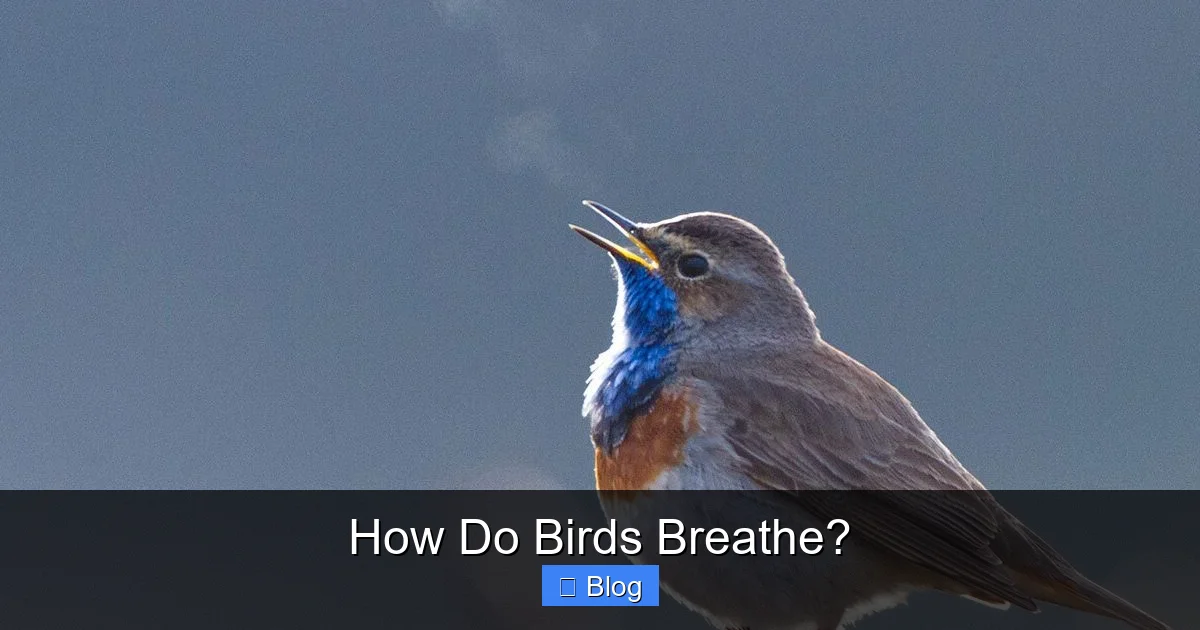 How Do Birds Breathe?