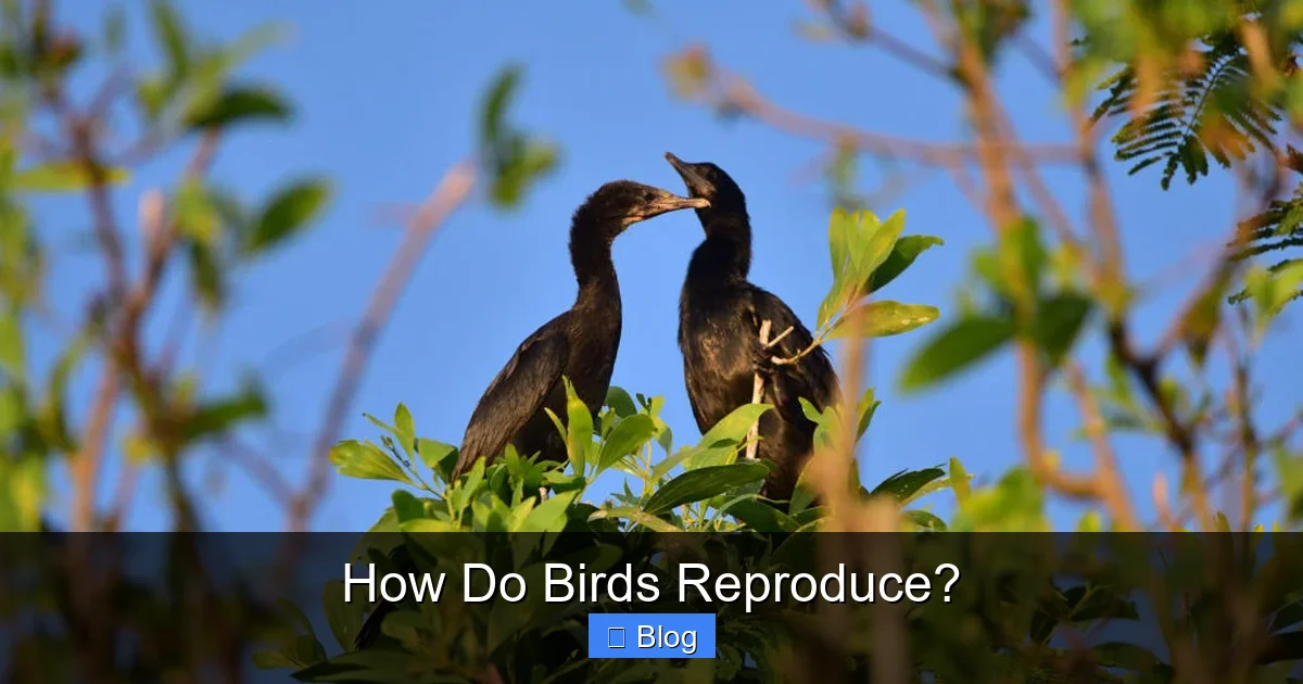 How Do Birds Reproduce?