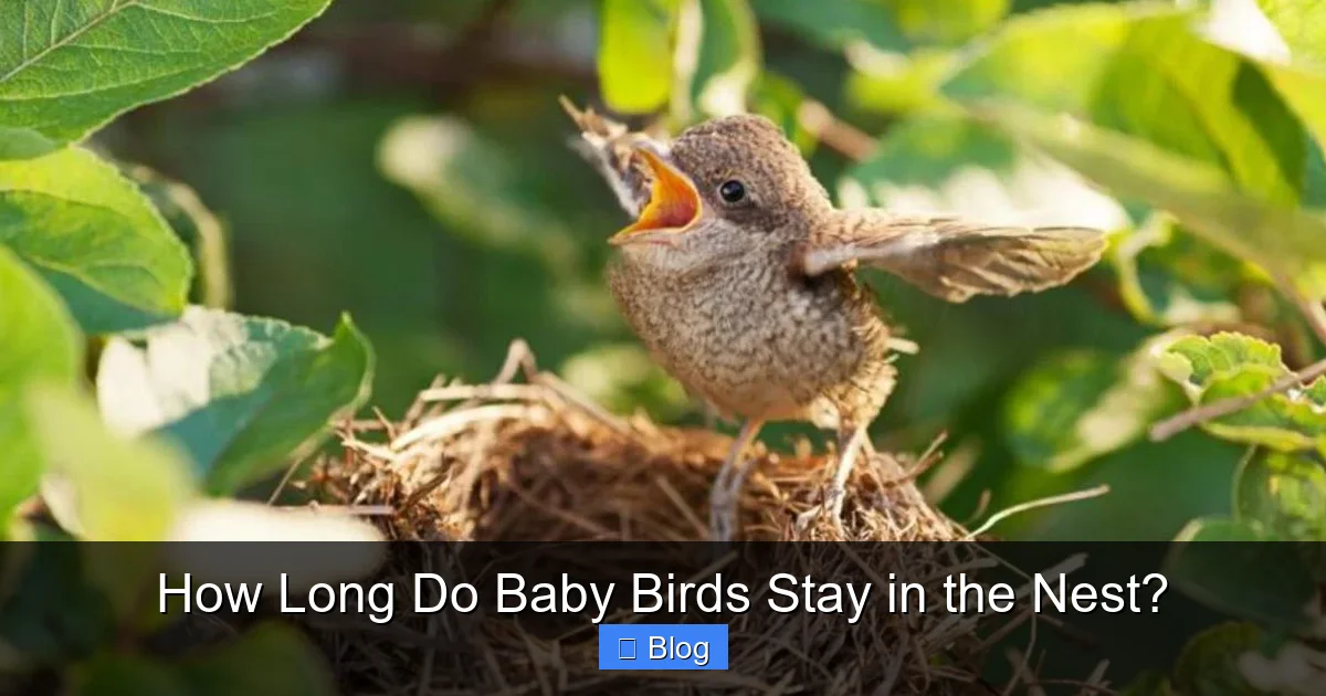 How Long Do Baby Birds Stay in the Nest?
