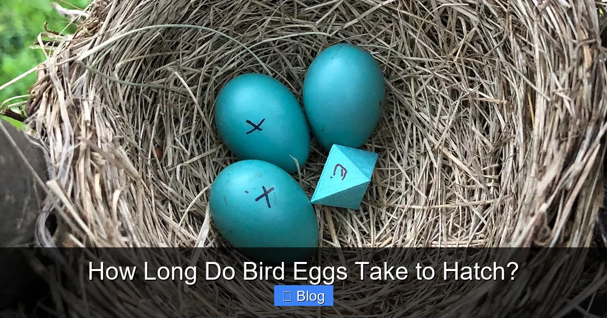 How Long Do Bird Eggs Take to Hatch?