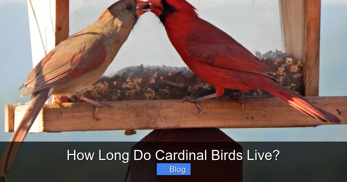 How Long Do Cardinal Birds Live?