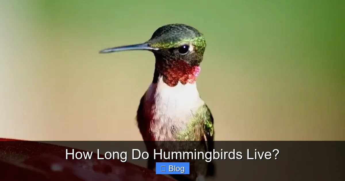 How Long Do Hummingbirds Live?