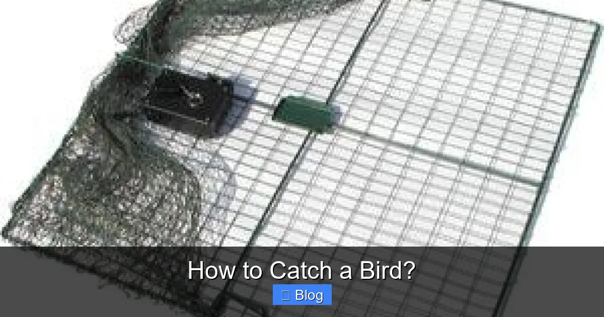 How to Catch a Bird?