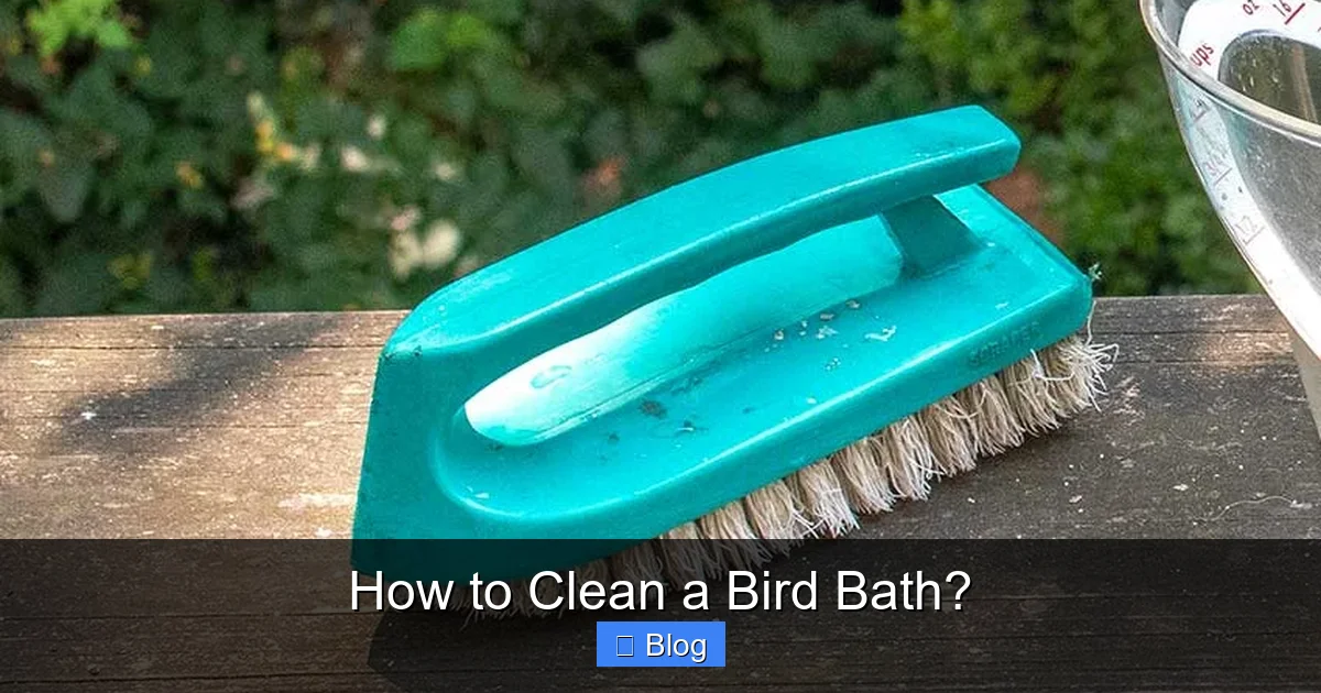 How to Clean a Bird Bath?