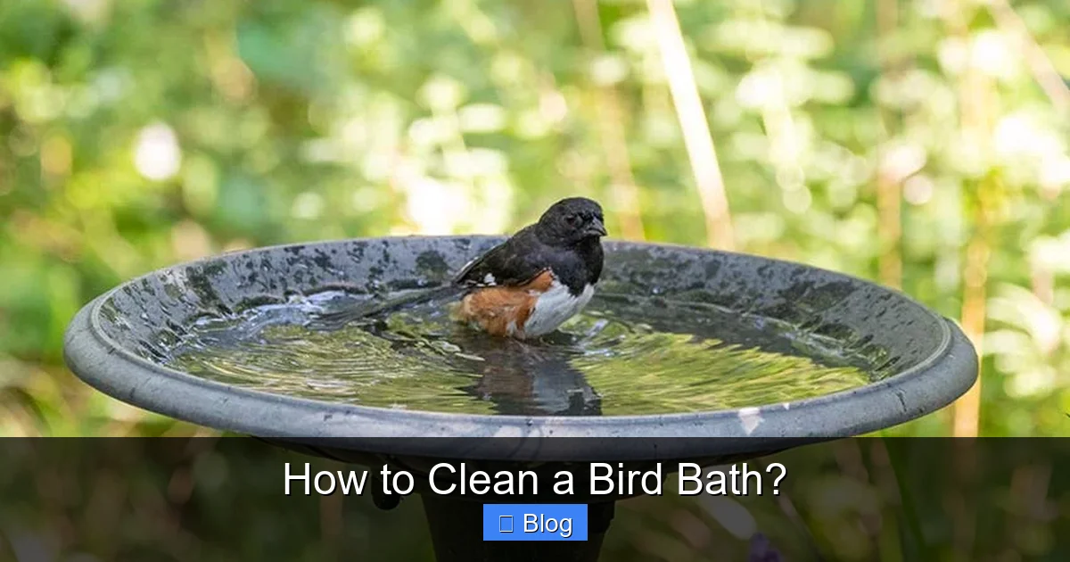 How to Clean a Bird Bath?