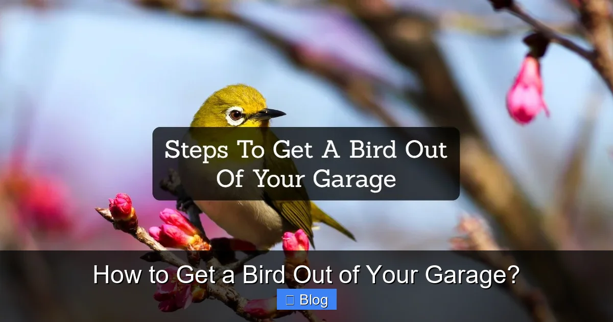 How to Get a Bird Out of Your Garage?
