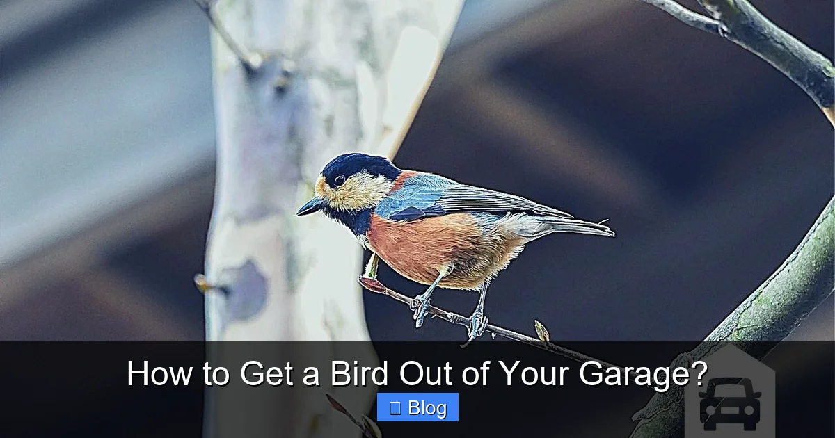 How to Get a Bird Out of Your Garage?