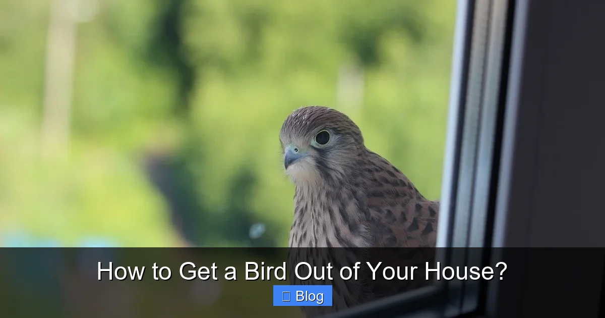How to Get a Bird Out of Your House?