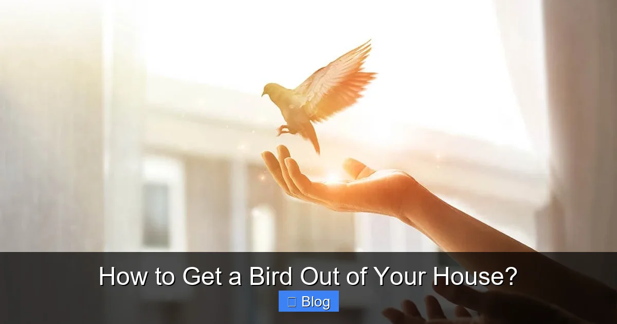 How to Get a Bird Out of Your House?