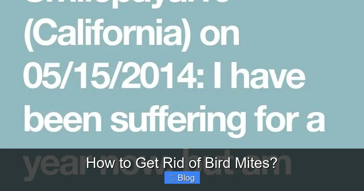 How to Get Rid of Bird Mites?
