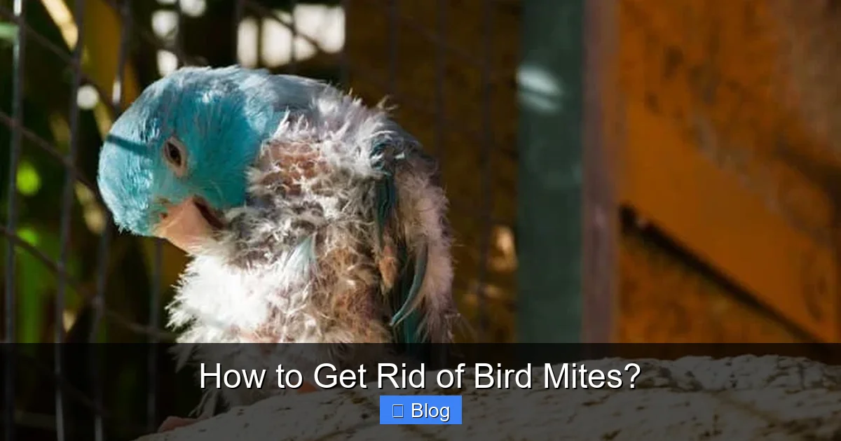 How to Get Rid of Bird Mites?