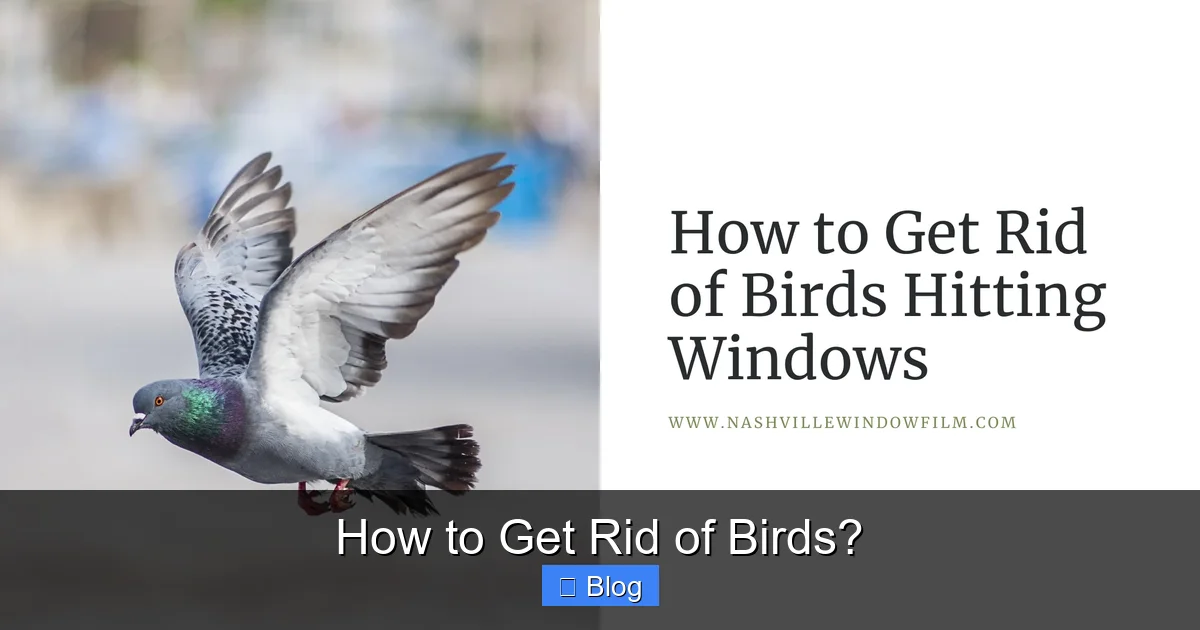 How to Get Rid of Birds?
