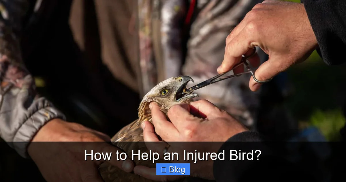 How to Help an Injured Bird?