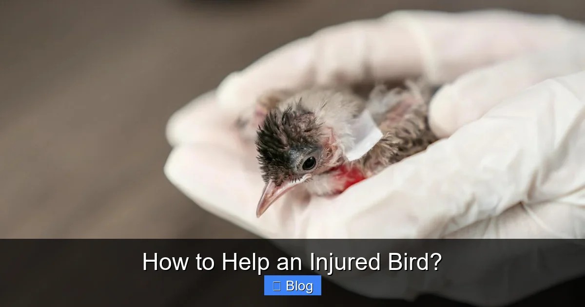 How to Help an Injured Bird?