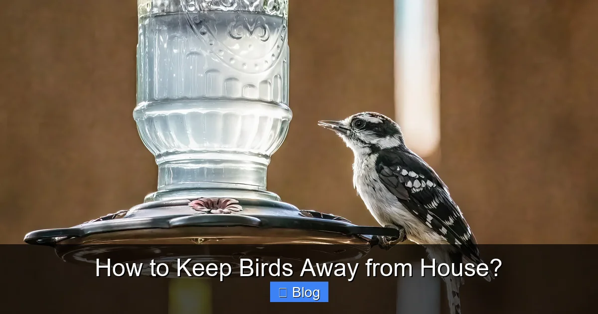 How to Keep Birds Away from House?
