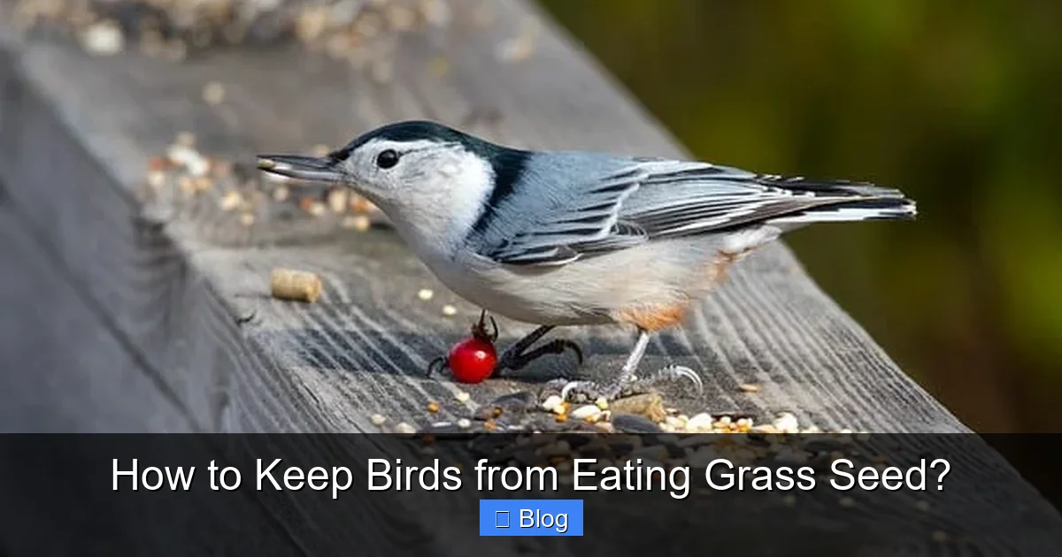 How to Keep Birds from Eating Grass Seed?