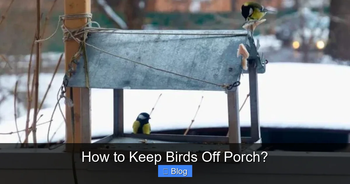 How to Keep Birds Off Porch?