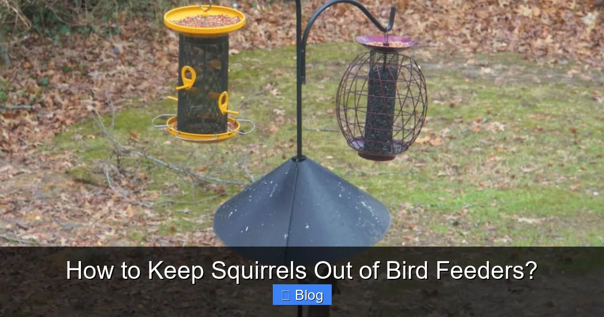 How to Keep Squirrels Out of Bird Feeders?