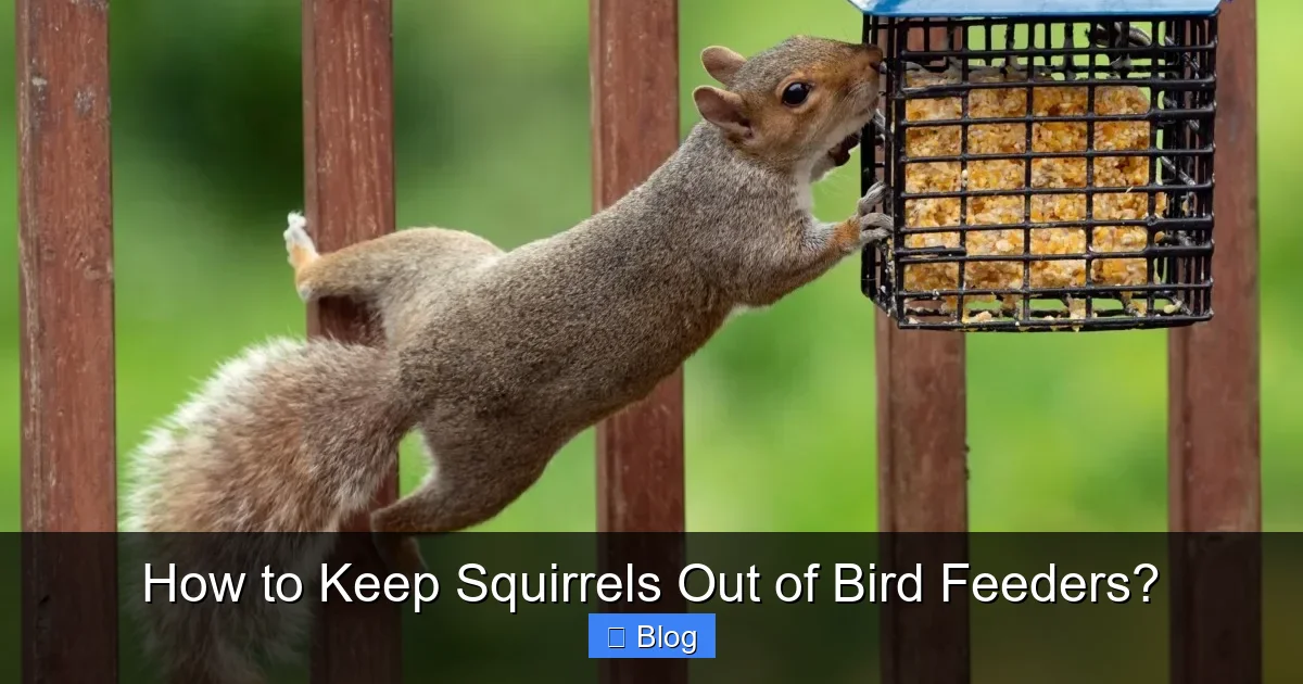 How to Keep Squirrels Out of Bird Feeders?