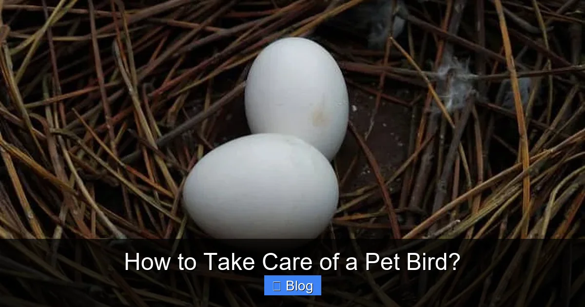 How to Take Care of a Pet Bird?