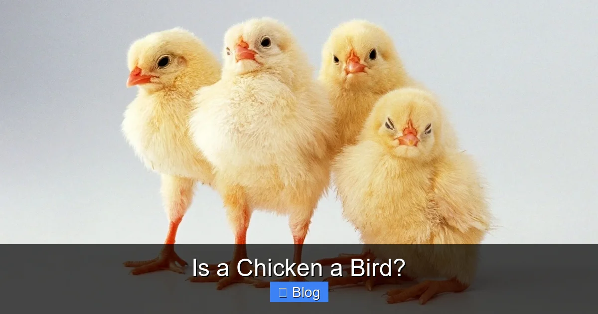 Is a Chicken a Bird?